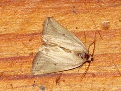 Eublemma uninotata