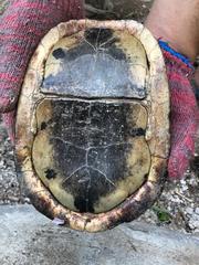 Cuora amboinensis kamaroma