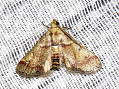 Zitha zonalis
