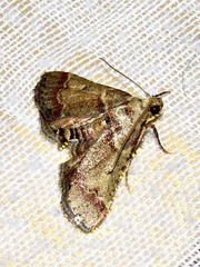 Zitha zonalis