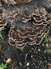 Trametes versicolor