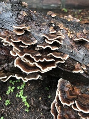 Trametes versicolor