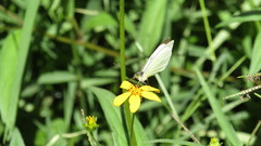 Leptophobia