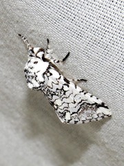 Pseudorethona albicans