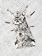 Pseudorethona albicans