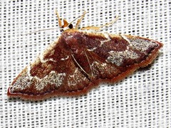 Corgatha chionocraspis