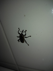 Homalinotus deplanatus