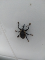 Homalinotus deplanatus