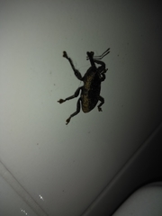 Homalinotus deplanatus