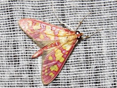 Stenochora lancinalis
