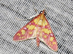 Stenochora lancinalis