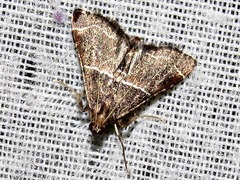 Endotricha consobrinalis consobrinalis