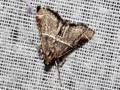 Endotricha consobrinalis consobrinalis