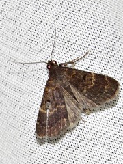 Hydrillodes uliginosalis