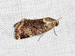 Acontiola hypoxantha