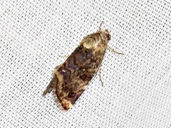 Acontiola hypoxantha