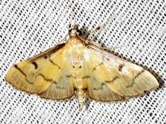 Herpetogramma basalis