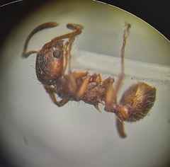 Myrmica rubra