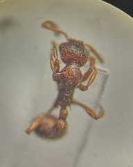 Myrmica rubra
