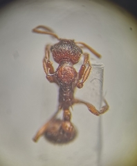 Myrmica rubra