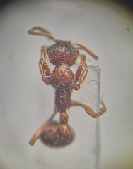 Myrmica rubra