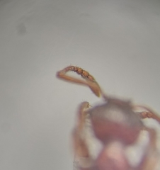 Myrmica rubra