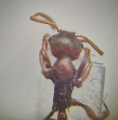 Myrmica rubra