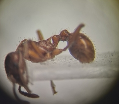 Myrmica rubra
