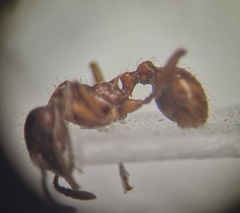 Myrmica rubra