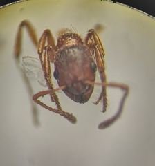 Myrmica rubra