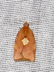 Epichoristodes dorsiplagana