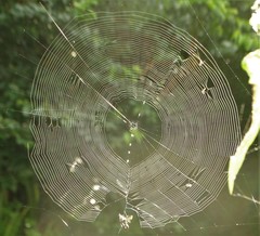Gasteracantha milvoides