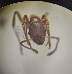 Myrmica rubra