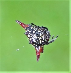 Gasteracantha milvoides