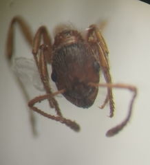 Myrmica rubra