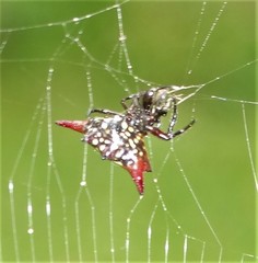 Gasteracantha milvoides