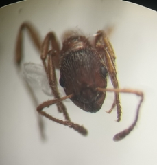 Myrmica rubra