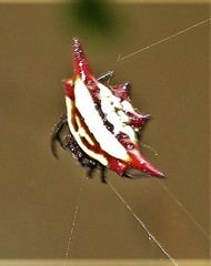 Gasteracantha milvoides