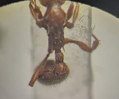 Myrmica rubra