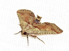 Zitha zonalis