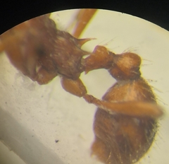 Myrmica rubra