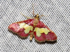 Bostra xanthorhodalis