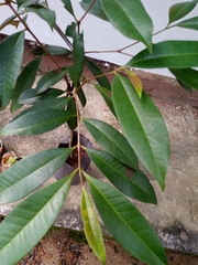 Syzygium makul