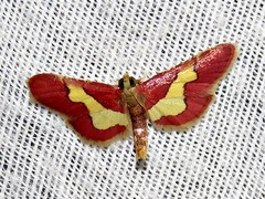 Bostra xanthorhodalis