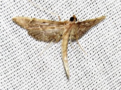 Duponchelia lanceolalis