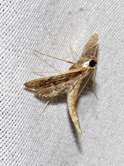 Duponchelia lanceolalis