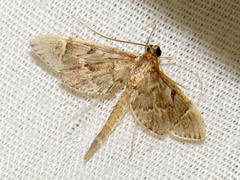 Duponchelia lanceolalis