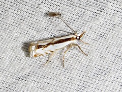 Crambus attis
