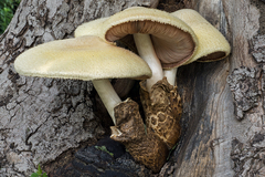 Volvariella bombycina flaviceps