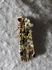 Iambia melanochlora